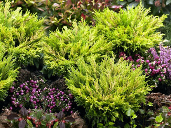 Jałowiec Płożący 'Juniperus horizontalis' Golden Carpet - zdjęcie główne