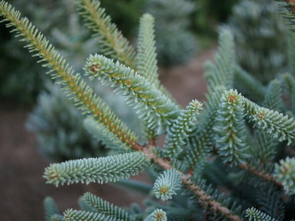  Jodła 'Abies pinsapo' Glauca - zdjęcie główne