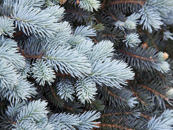  Świerk 'Picea' Hopsii - zdjęcie główne