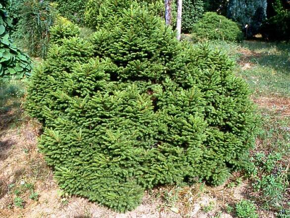  Świerk 'Picea' Maxwelli - zdjęcie główne