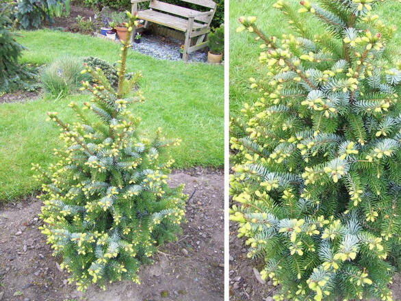  Świerk 'Picea' Midget - zdjęcie główne