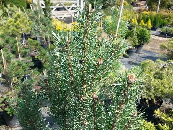  Sosna 'Pinus' Moseri - zdjęcie główne