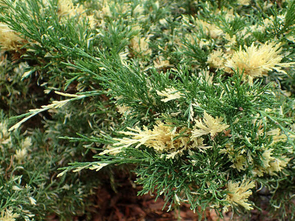  Jałowiec 'Juniperus' Expansa Variegata   - zdjęcie główne