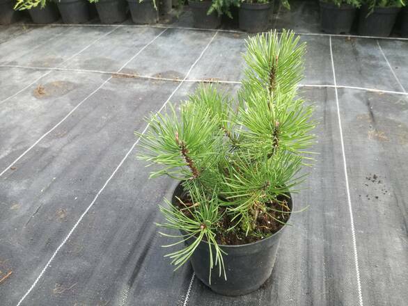 Kosodrzewina 'pinus mugo' - zdjęcie główne