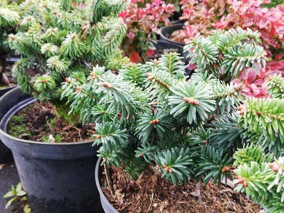 Jodła Balsamiczna 'Abies' Piccolo - zdjęcie główne