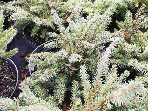  Świerk Gniazdkowy 'Picea Abies' Nidiformis - zdjęcie główne