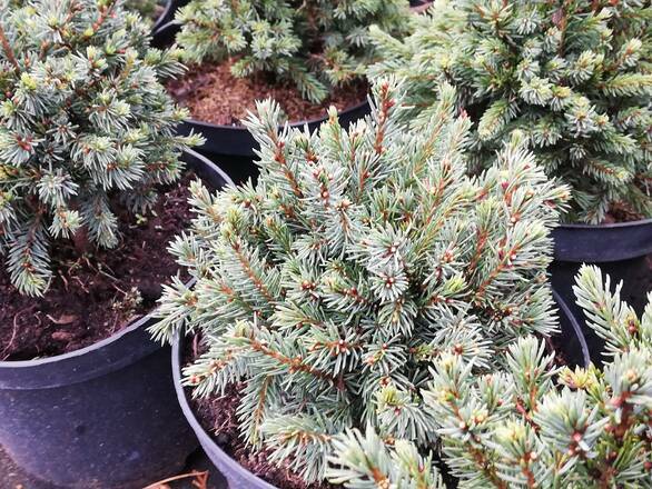  Świerk 'Picea Abies' Mini - zdjęcie główne