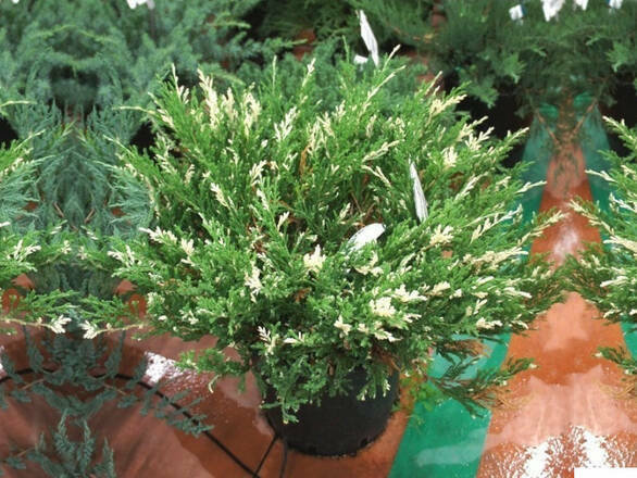 Jałowiec Płożący 'Juniperus horizontalis' Variegata - zdjęcie główne