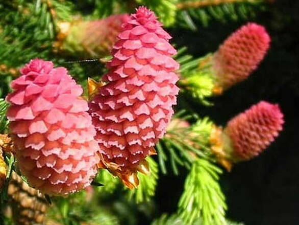 Świerk 'Picea' Acrocona - zdjęcie główne