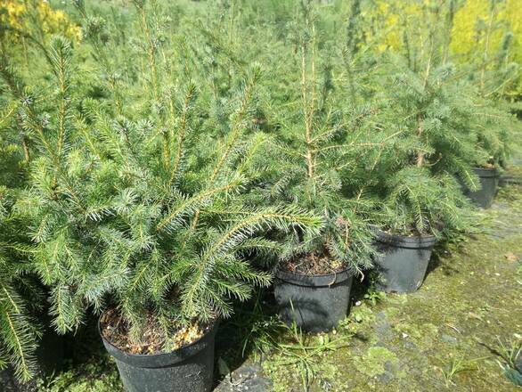  Świerk 'Picea' Omorica Donica 3L - zdjęcie główne