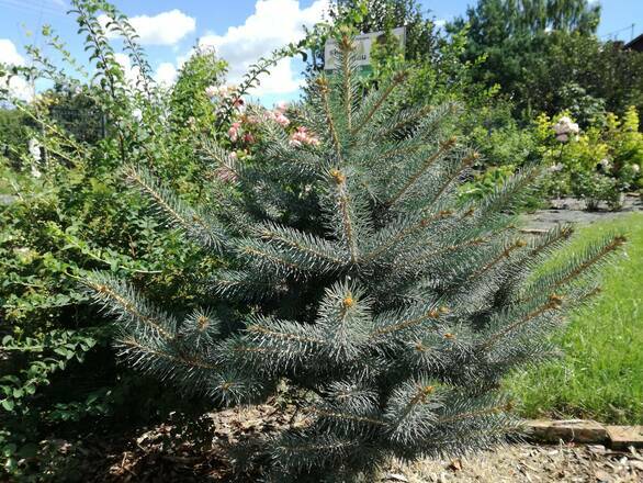  Świerk 'Picea Abies' Srebrny - zdjęcie główne