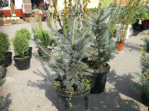 Świerk 'Picea Abies' Srebrny - zdjęcie główne