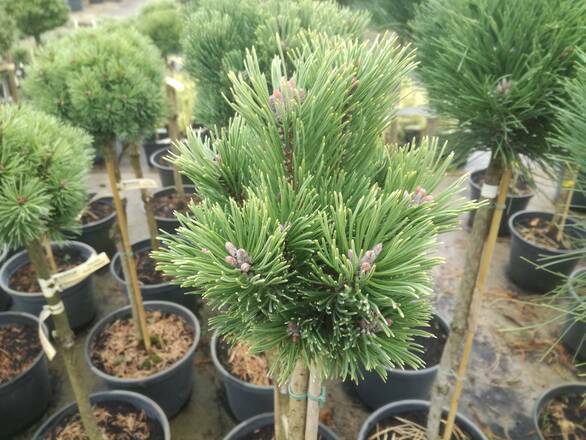  Sosna Szczepiona 'Pinus mugo' Konica - zdjęcie główne