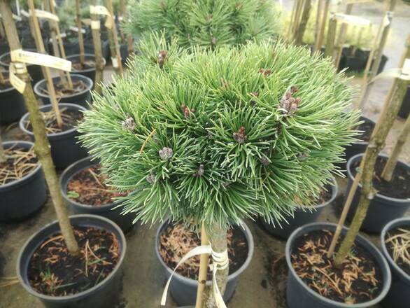  Sosna Szczepiona 'Pinus mugo' Kucks - zdjęcie główne