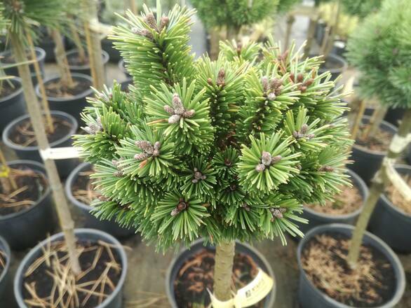  Sosna Szczepiona 'Pinus mugo' Szorty - zdjęcie główne