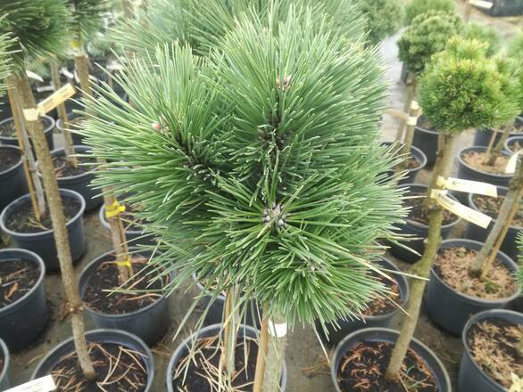  Sosna Szczepiona 'Pinus nigra' Bila - zdjęcie główne