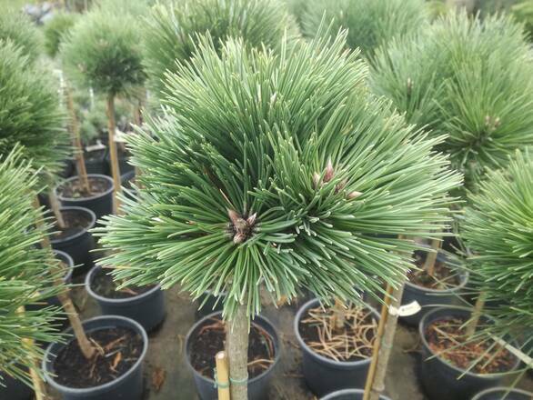  Sosna Szczepiona 'Pinus nigra' Hubert - zdjęcie główne
