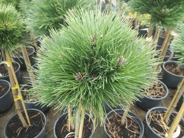  Sosna Szczepiona 'Pinus nigra' Greg Williams - zdjęcie główne