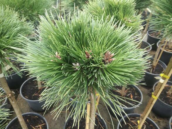  Sosna Szczepiona 'Pinus nigra' Lucia - zdjęcie główne