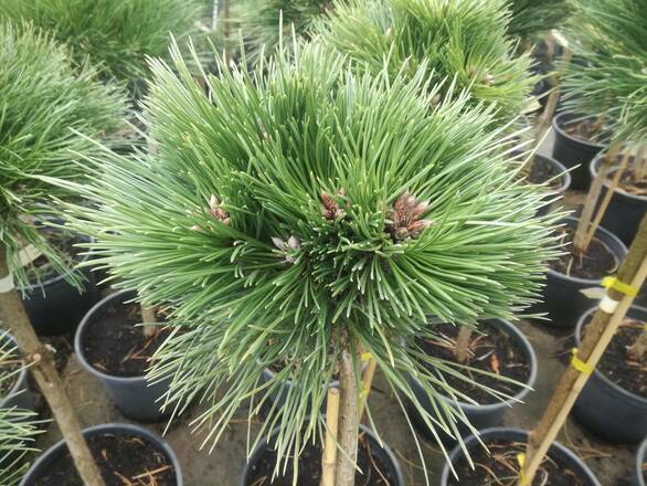 Sosna Szczepiona 'Pinus nigra' Lucia - zdjęcie główne