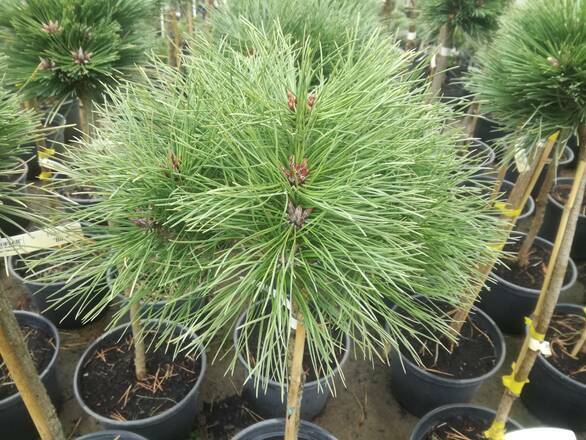  Sosna Szczepiona 'Pinus nigra' Globosa - zdjęcie główne