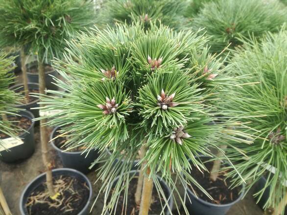  Sosna Szczepiona 'Pinus nigra' Birte - zdjęcie główne