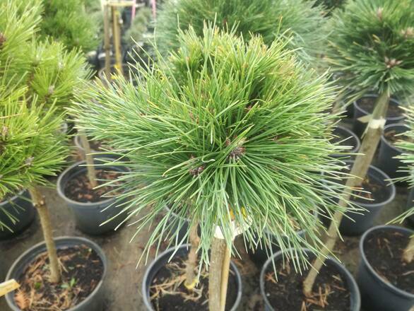  Sosna Szczepiona 'Pinus nigra' Brapa - zdjęcie główne