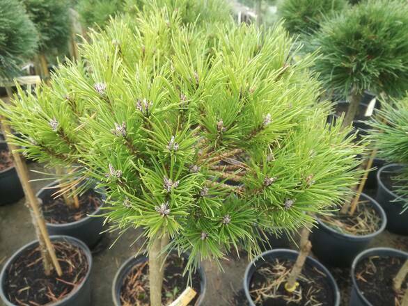  Sosna Szczepiona 'Pinus nigra' Bayo - zdjęcie główne