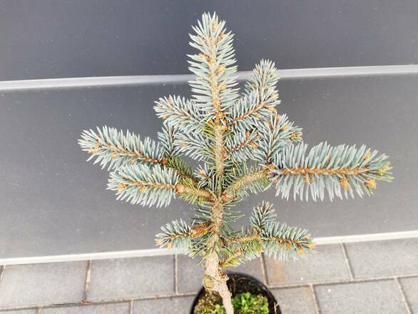  Świerk Szczepiony 'Picea' Srebrny 50cm. - zdjęcie główne