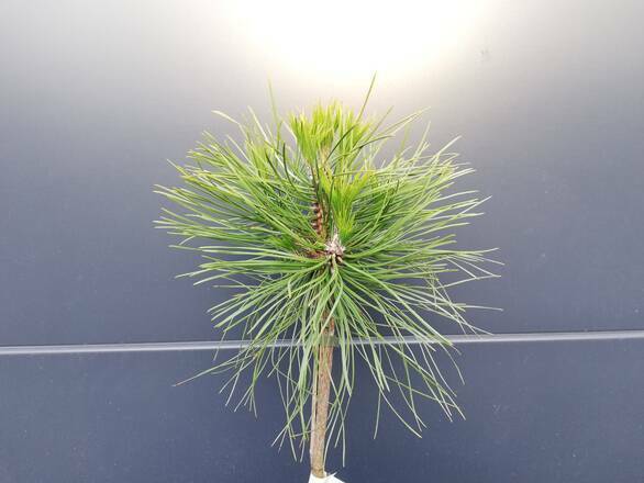  Sosna Szczepiona 50cm. 'Pinus' Spilberg - zdjęcie główne