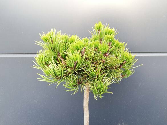 Sosna Szczepiona 50cm. 'Pinus mugo' Michał - zdjęcie główne