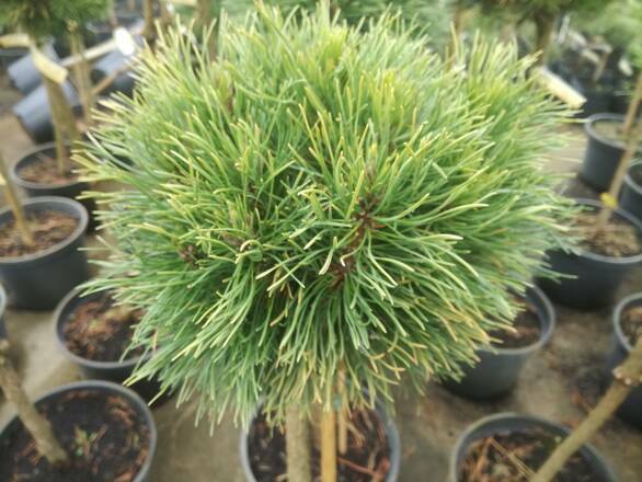  Sosna Szczepiona 'Pinus nigra' Varello - zdjęcie główne