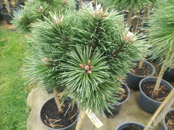 Sosna Szczepiona 'Pinus nigra' Moran - zdjęcie główne