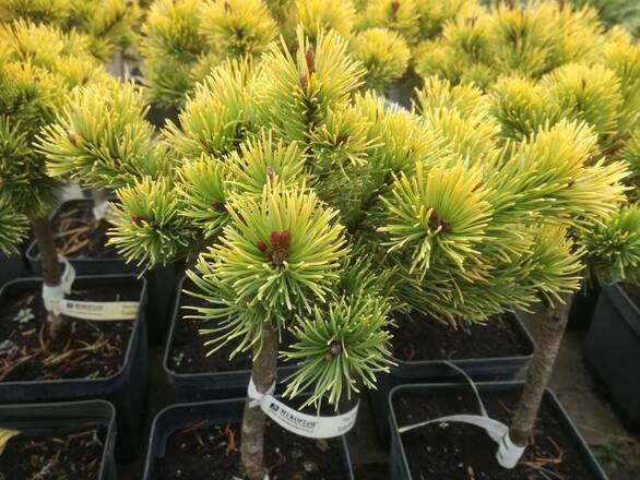  Sosna Szczepiona 'Pinus mugo' Larheide - zdjęcie główne