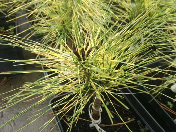 Sosna Szczepiona 'Pinus mugo' Golden Ghost - zdjęcie główne