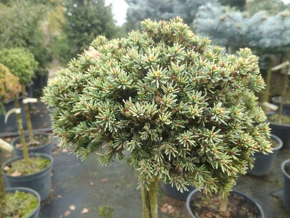  Świerk Szczepiony 'Picea' Ami - zdjęcie główne