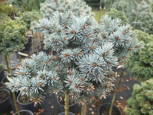 Świerk Szczepiony 'Picea' Blaukissen - zdjęcie główne