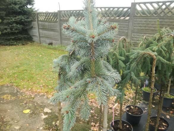  Świerk Szczepiony 'Picea' Engelmani Pendula - zdjęcie główne