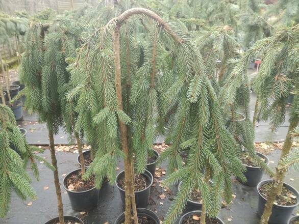 Świerk Szczepiony 'Picea abies' Inversa - zdjęcie główne