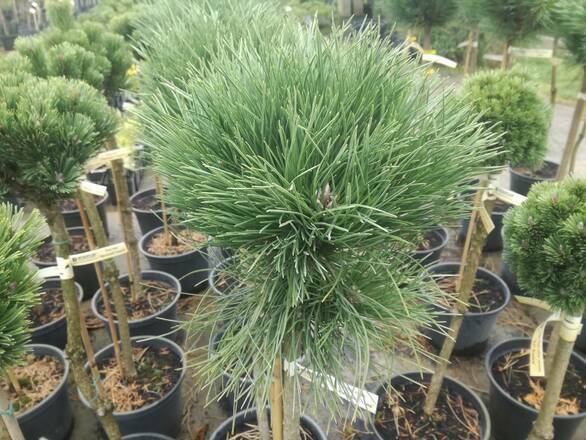  Sosna Szczepiona 'Pinus nigra' Cebenesis - zdjęcie główne