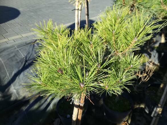 Kosodrzewina Szczepiona Na Pniu 'Pinus mugo'  - zdjęcie główne