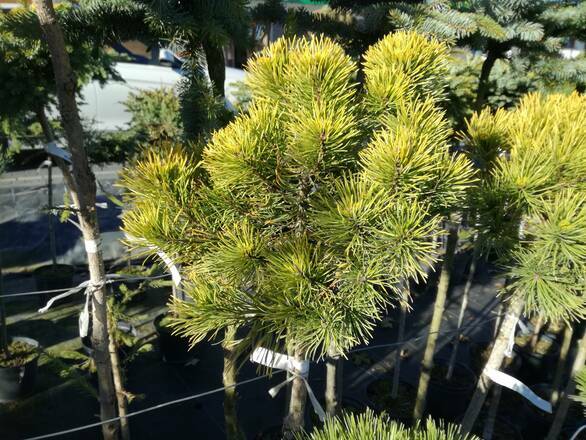  Sosna Szczepiona 'Pinus mugo' Carsten - zdjęcie główne