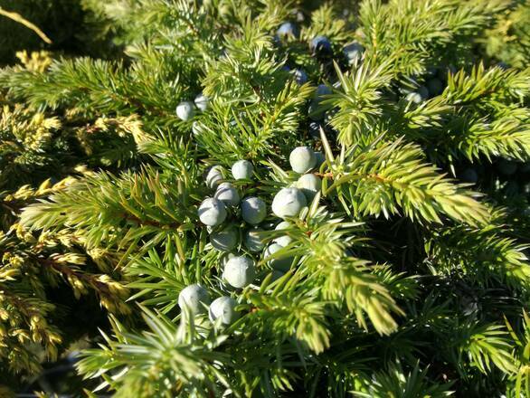  Jałowiec Szczepiony 'Juniperus conferta' Schlager - zdjęcie główne