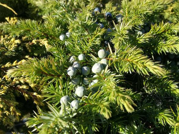Jałowiec Szczepiony 'Juniperus conferta' Schlager - zdjęcie główne