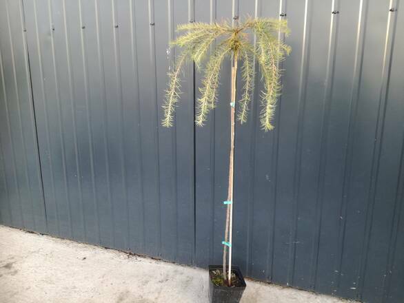 Modrzew 'Larix' Europejski Pendula - zdjęcie główne