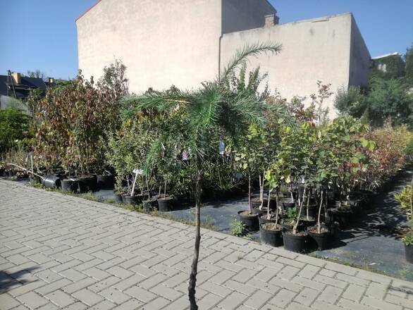 Modrzew Szczepiony 'Larix' Hortsmann Recurved - zdjęcie główne