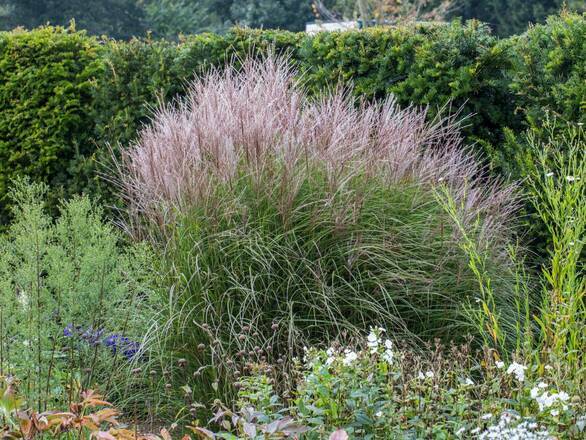 Miskant 'Miscanthus' Balerina - zdjęcie główne