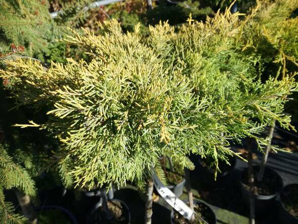  Jałowiec Płożący Szczepiony Na Pniu 'Juniperus' King Od Spring - zdjęcie główne
