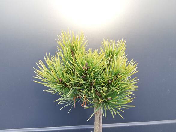  Sosna Szczepiona 50cm. 'Pinus' Ophir - zdjęcie główne