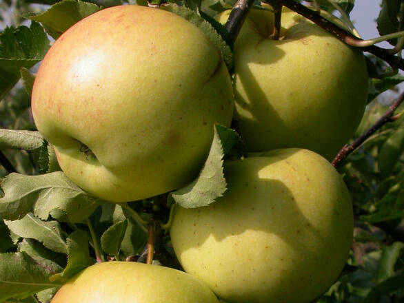 Jabłoń karłowa 'Malus domestica' Boiken - zdjęcie główne